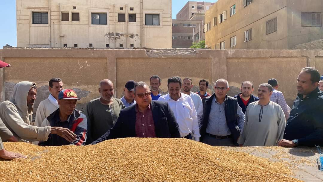 توريد 60 ألف طن من محصول القمح بالشون والصوامع الحكومية بمراكز المنيا