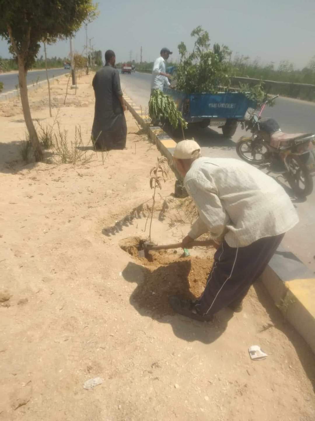 زراعة أشجار زينة ومثمرة بمركزي سمالوط ومطاي بالمنيا