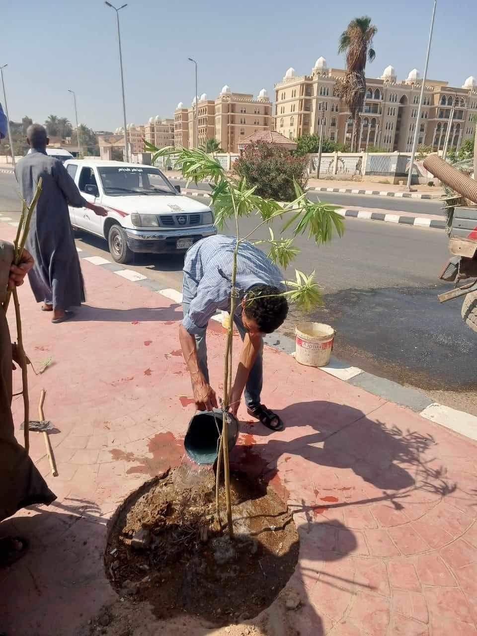 ضمن مبادرة 100 مليون شجرة زراعة أشجار زينة ومثمرة بمراكز المنيا