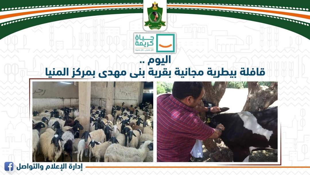 اليوم .. قافلة بيطرية مجانية بقرية بنى مهدى مركز المنيا