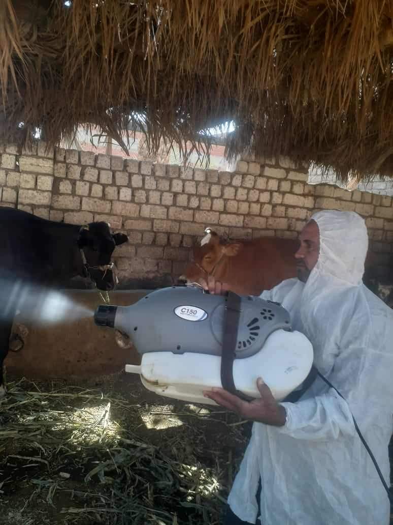 تقديم الخدمات البيطرية لـ 452 رأس ماشية خلال قافلة بيطرية مجانية بمركز ديرمواس بالمنيا