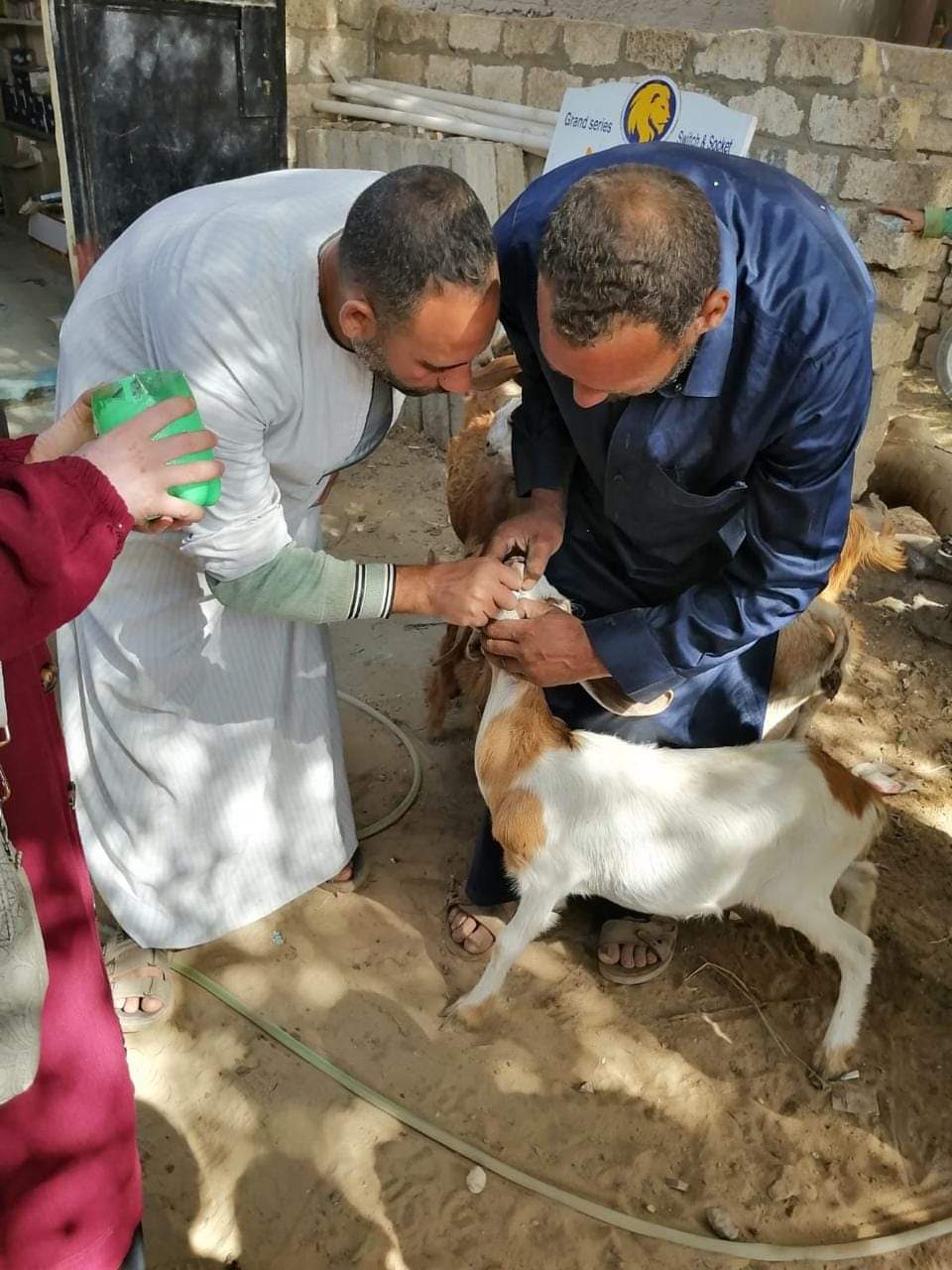 “بداية” تقدم 1834 خدمة بيطرية في قرى المنيا ضمن قوافل علاجية مجانية