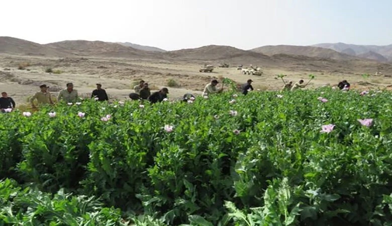 النيابة تحقق في ضبط تشكيل عصابي تخصص في زراعة النباتات المخدرة والاتجار فيها

