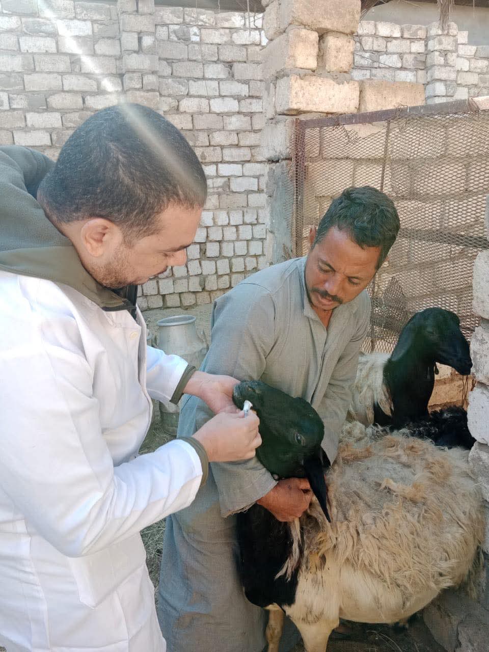 بيطرى المنيا: تقديم 2734 خدمة خلال 5 قوافل مجانية وقائية إرشادية