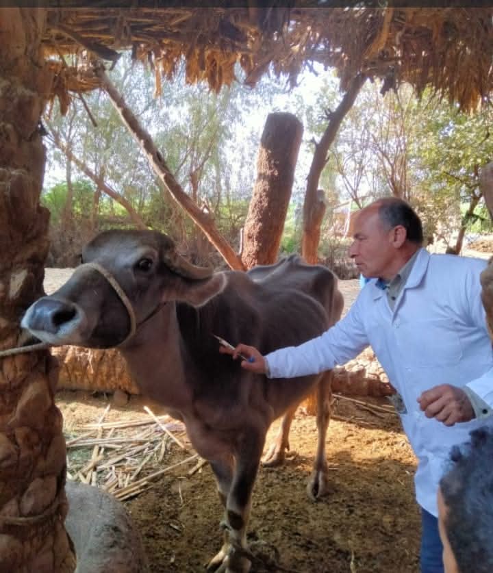 بيطري المنيا : تقديم 3413 خدمة مجانية خلال 11 قافلة وقائية وإرشادية