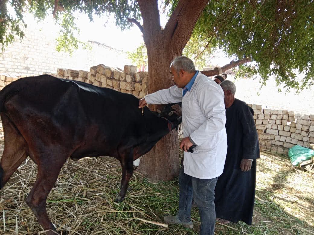 بيطري المنيا: تحصين 188 ألف رأس ماشية 