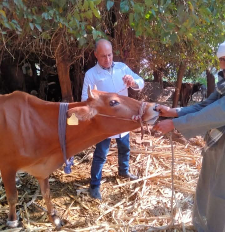 بيطري المنيا: تحصين أكثر من 122 ألف رأس ماشية