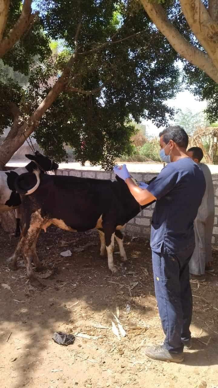 بيطري المنيا: تحصين ٢٠٠ ألف رأس ماشية ضمن الحملة القومية لمجابهة أمراض الحمى القلاعية وحمى الوادي المتصدع