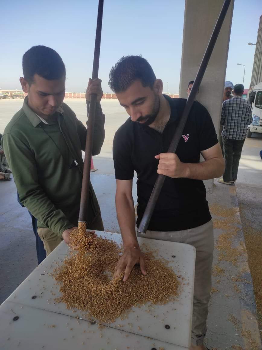 توريد 8895 طناً من محصول القمح بالشون والصوامع الحكومية بمراكز المنيا