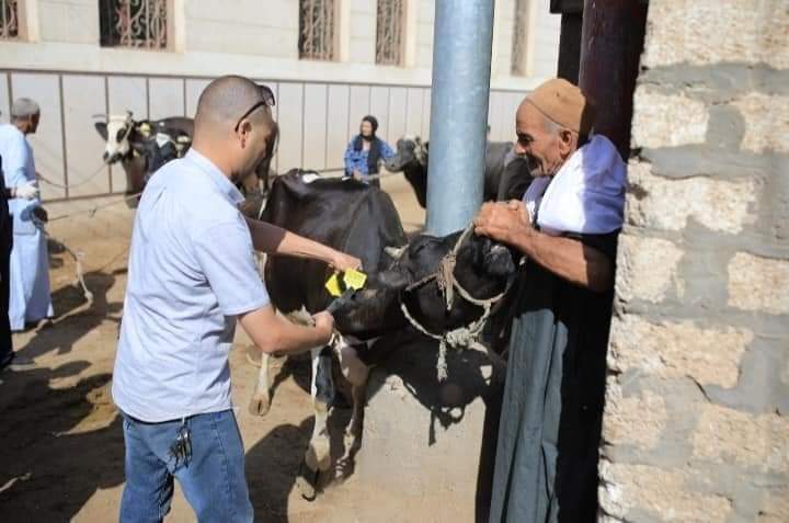 بيطري المنيا: تكثيف حملات التقصي الوبائي النشط والتوعية بالأمراض الوبائية والمعدية للحفاظ على الثروة الحيوانية والداجنة 