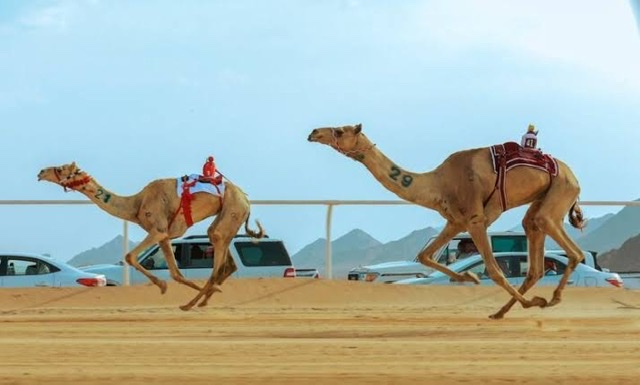 بينها مصر .. انطلاق فعاليات كأس العرب للهجن اليوم في العلا بمشاركة 16 دولة 