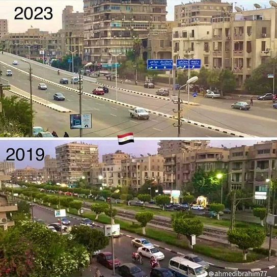 الجبهة الوطنية لنساء مصر تنتقد مذابح الأشجار وتدعو لزراعة شجرة


