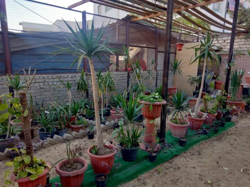 زراعة 45 ألف شجرة ضمن المرحلة الثانية لمبادرة «100 مليون شجرة» بالمنيا