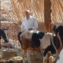 تحصين 22 ألف رأس ماشية بالحملة القومية ضد الحمى القلاعية والوادي المتصدع  بالمنيا