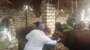 تحصين 167 ألف رأس ماشية ضمن الحملة القومية ضد حمى الوادي المتصدع والحمى القلاعية بالمنيا