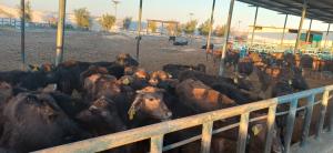 بيطري المنيا: تحصين 215 ألف رأس ماشية ضمن حملة الحمى القلاعية وحمى الوادي المتصدع