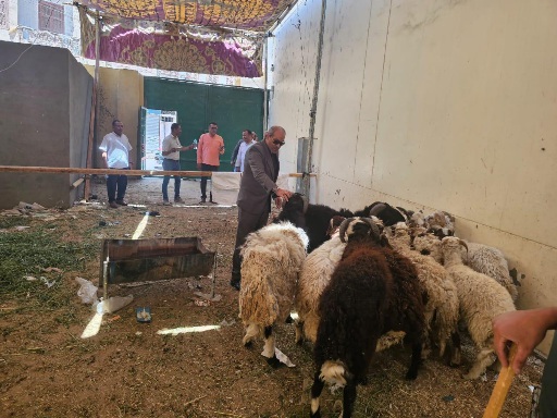 تموين الأقصر: وصول خراف حية و مجمدة بفروع الشركة المصرية لتجارة الجملة

