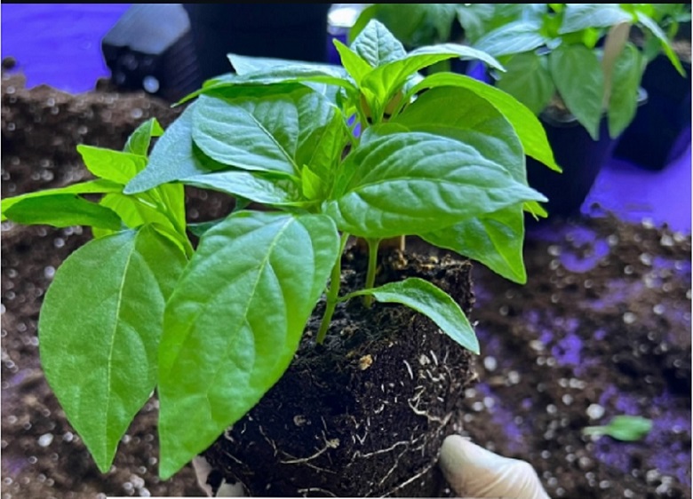 العباءة الذكية للبذور: هل تمتلك مصر مفاتيح ثورة زراعية… ولماذا لم تبدأ بعد؟