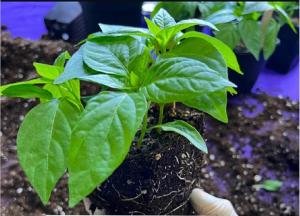 العباءة الذكية للبذور: هل تمتلك مصر مفاتيح ثورة زراعية… ولماذا لم تبدأ بعد؟