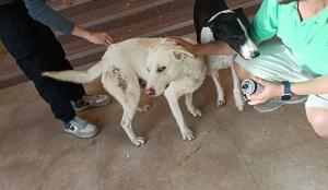 الحبس شهرين على متهمين قاما بتسميم عدد من كلاب الشارع في الزيتون

