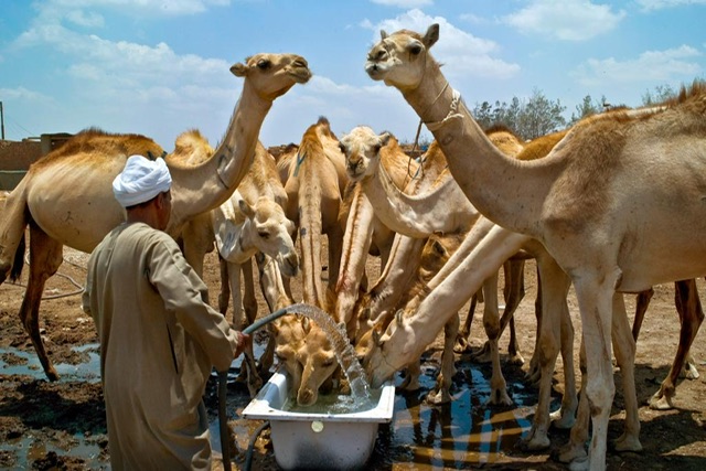 الثقافي الروسي ينظم ندوة 