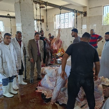 بيطرى الأقصر يعلن ذبح 180 عجلًا بمجازر الأقصر وتوزيع لحومها بالمجان على 36 ألف أسرة
