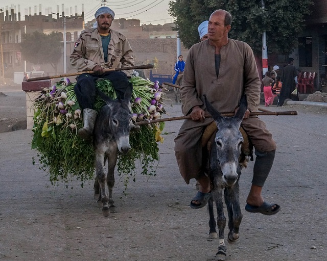 نقيب الفلاحين: تراجع أعداد الحمير بمصر من 3 ملايين إلى أقل من مليون حمار

