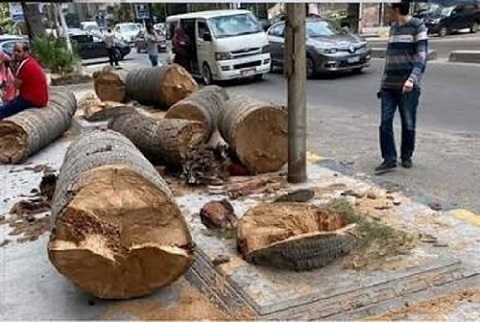 رئيس الوزراء: حظر قطع الأشجار نهائياً إلا بالعودة إلى وزيرة التنمية المحلية والبيئة